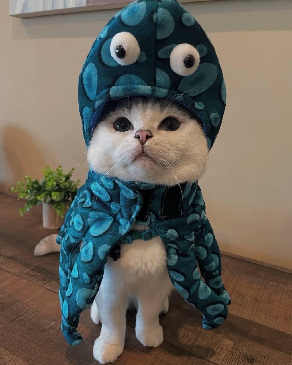 Mr. White - The Famous Instagram Cat